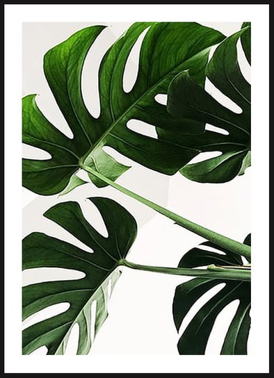 Poster Story, Plakat, Monstera Domowa, wymiary 30 x 42 cm posterstory.pl