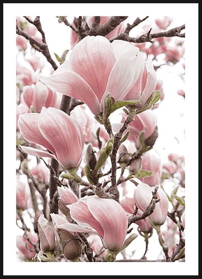 Poster Story, Plakat, Różowa Magnolia, wymiary 60 x 84 cm posterstory.pl