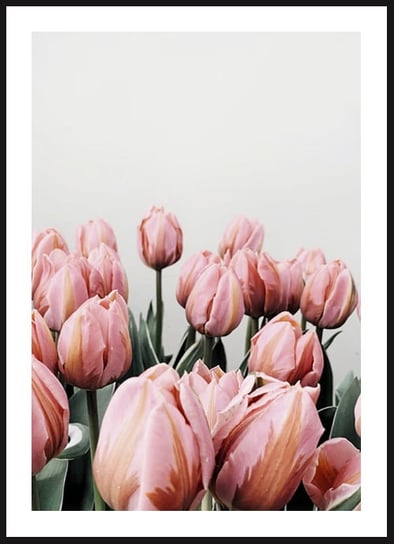 Poster Story, Plakat, Różowe Tulipany na Szarym Tle, wymiary 21 x 30 cm posterstory.pl