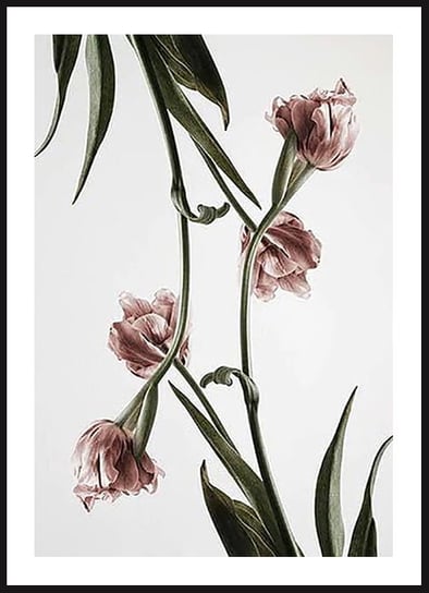 Poster Story, Plakat, Różowe Tulipany, wymiary 42 x 60 cm posterstory.pl