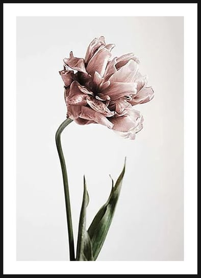 Poster Story, Plakat, Różowy Tulipan, wymiary 21 x 30 cm posterstory.pl