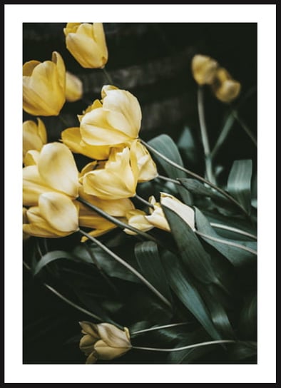 Poster Story, Plakat, Żółte Tulipany, wymiary 30 x 42 cm posterstory.pl