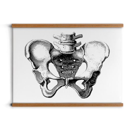 poster z zawieszką A2 dekoracja Szkic ciało kości, ArtprintCave ArtPrintCave