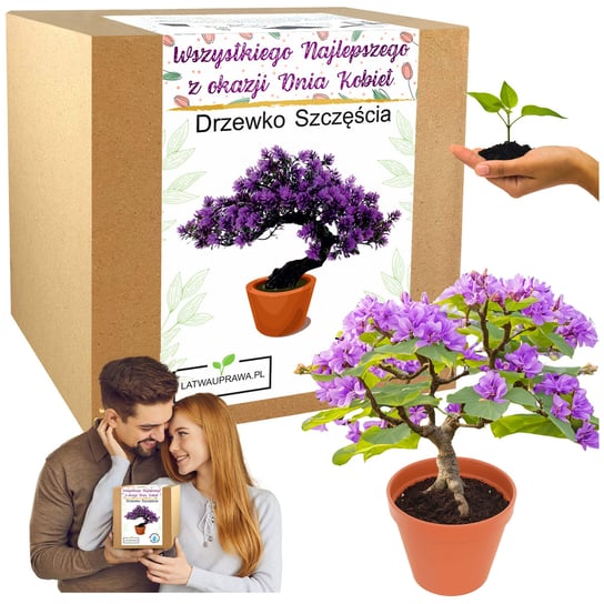 Prezent na Dzień Kobiet drzewko szczęścia bonsai kwiatek dla dziewczyny Latwauprawa