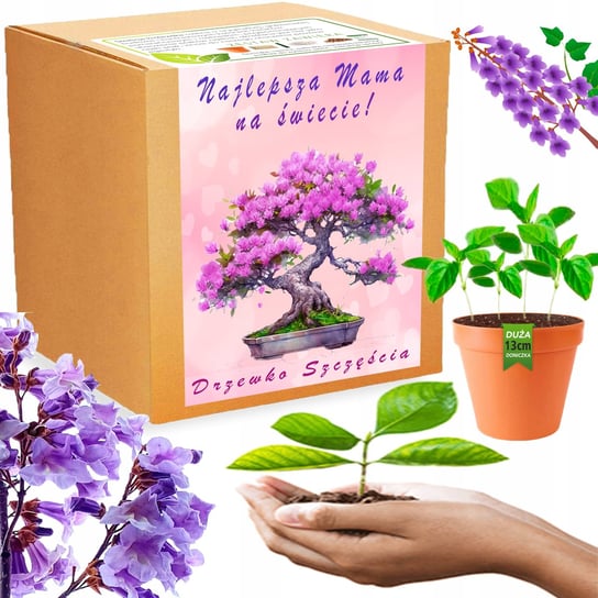 Prezent na DZIEŃ MATKI Drzewko Szczęścia Paulownia Cesarska Bonsai ZESTAW Inna marka