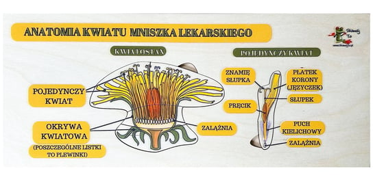 Przekrój przez kwiat mniszka lekarskiego drewniana układanka Inna marka