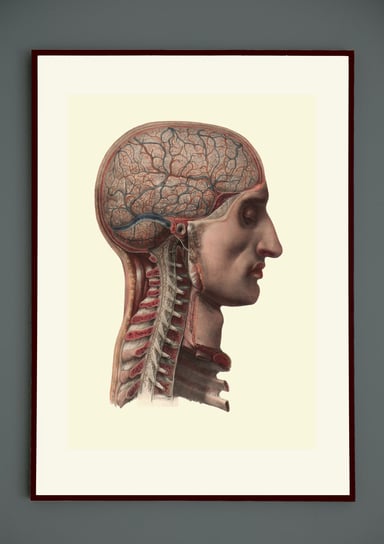 Przekrój przez mózg człowieka anatomia plakat 21x30 (A4) / DodoPrint Dodoprint