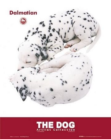 Psy Dalmatyńczyk - plakat 40x50 cm GBeye