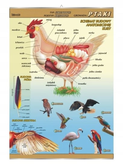 Ptaki budowa anatomiczna zoologia plansza plakat VISUAL System