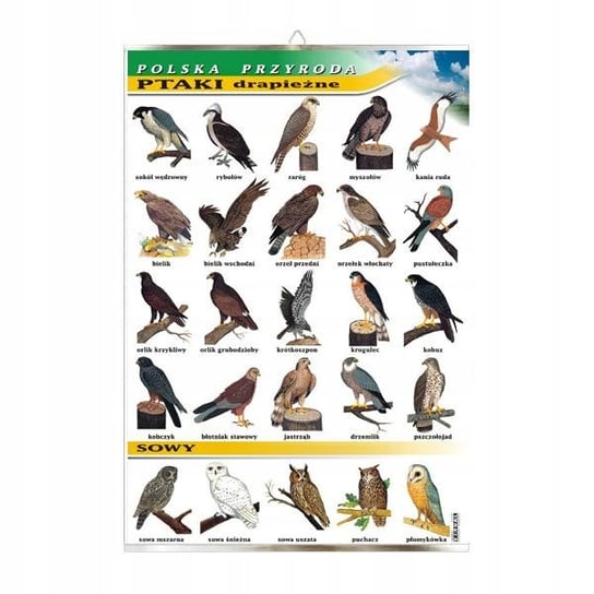 Ptaki drapieżne tablica przyroda plansza plakat VISUAL System