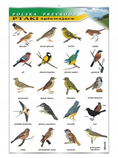Ptaki śpiewające tablica przyroda plansza plakat VISUAL System