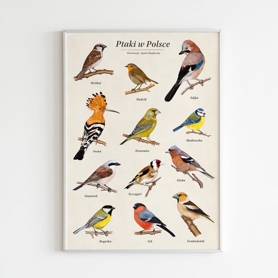 Ptaki W Polsce - Autorski Plakat Edukacyjny 30X40 TukanMedia