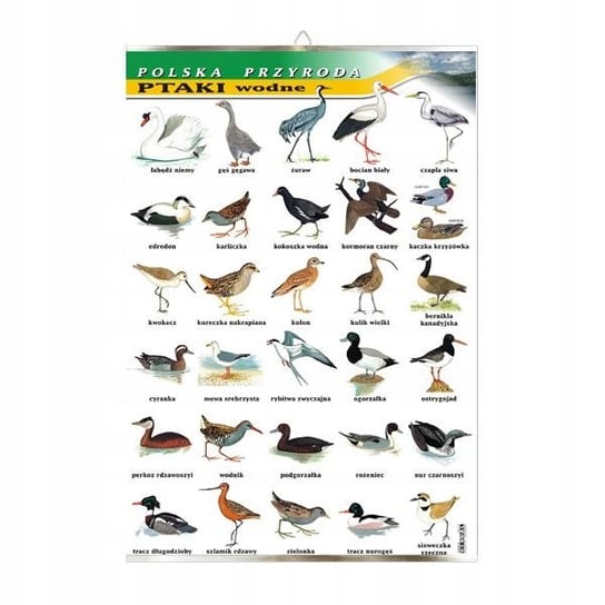 Ptaki wodne tablica przyroda plansza plakat VISUAL System