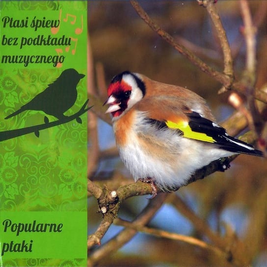 Ptasi śpiew bez podkładu muzycznego Dźwięki natury