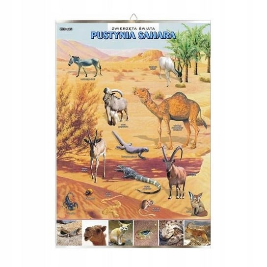 Pustynia Sahara zwierzęta plansza plakat VISUAL System