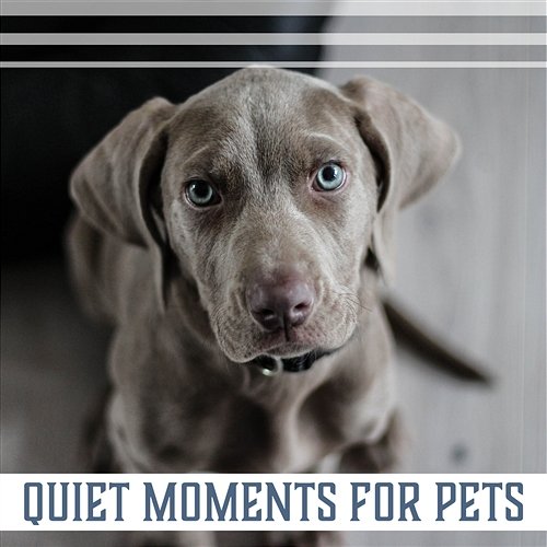 Quiet Moments for Pets – Best Relaxing Zen Music Therapy for Your Furry Animal Companion Pet Relax Academy