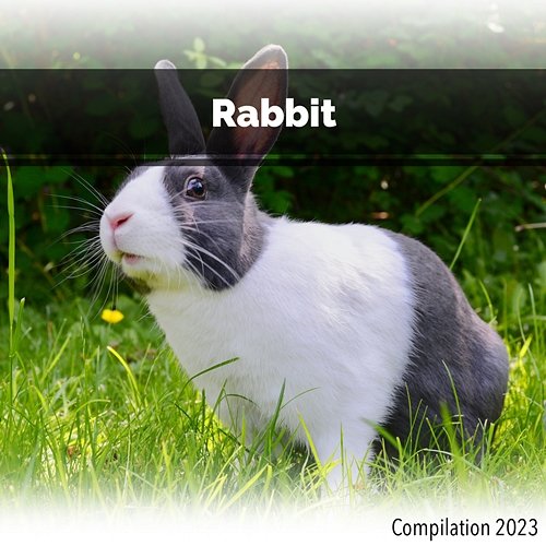 Rabbit Compilation 2023 John Toso, Mauro Rawn, Benny Montaquila Dj