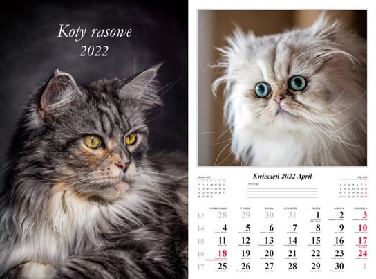 Radwan, Kalendarz 2022 Koty Rasowe 13-K Radwan