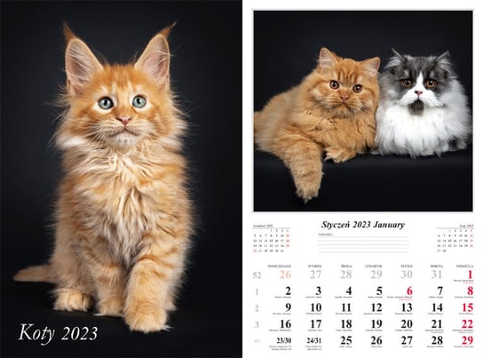 Radwan, kalendarz 2023, ścienny, 13-K, Koty Radwan