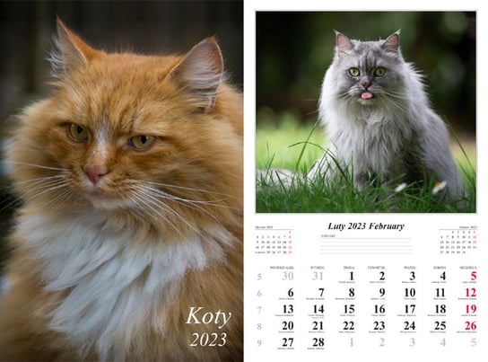 Radwan, Kalendarz 2023, ścienny, 7-k, Koty Radwan