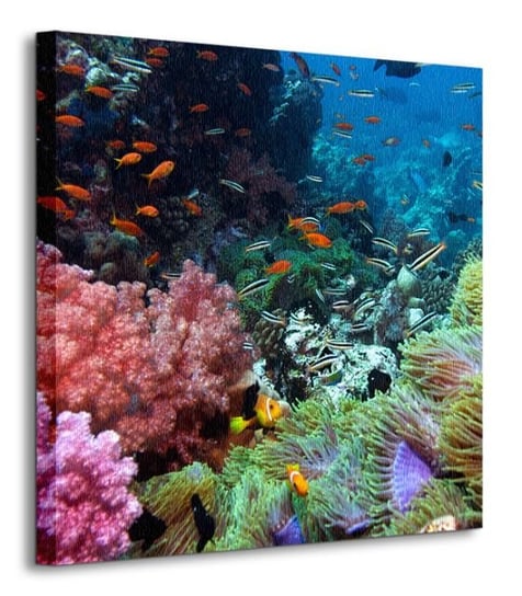 Rafa koralowa - obraz na płótnie Nice Wall
