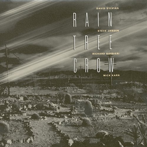 Rain Tree Crow Rain Tree Crow
