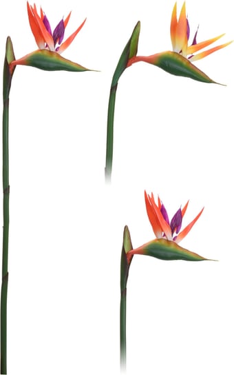 Rajski Kwiat, Koopman, 20x80cm Koopman