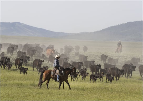 Ranch manager Mark Dunning oversees a roundup at the Big Creek cattle ranch near the Colorado border in Carbon County, Wyoming., Carol Highsmith - plakat 100x70 cm Galeria Plakatu