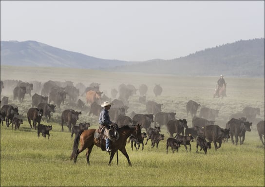 Ranch manager Mark Dunning oversees a roundup at the Big Creek cattle ranch near the Colorado border in Carbon County, Wyoming., Carol Highsmith - plakat 30x20 cm Galeria Plakatu