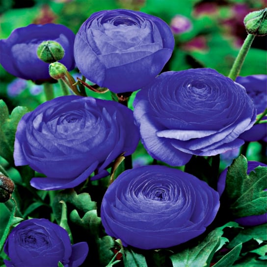 Ranunculus Blue Jaskier Niebieski 5 szt sadzonki BENEX
