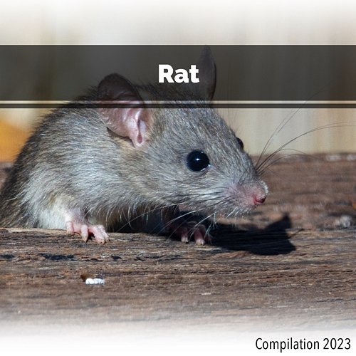 Rat Compilation 2023 John Toso, Mauro Rawn, Benny Montaquila Dj
