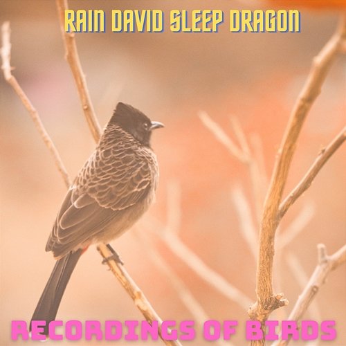 Recordings of Birds Rain David Sleep Dragon