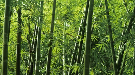 Ręcznik plażowy, 100x180, zielony bambusowy, RPG-131 Cotton World