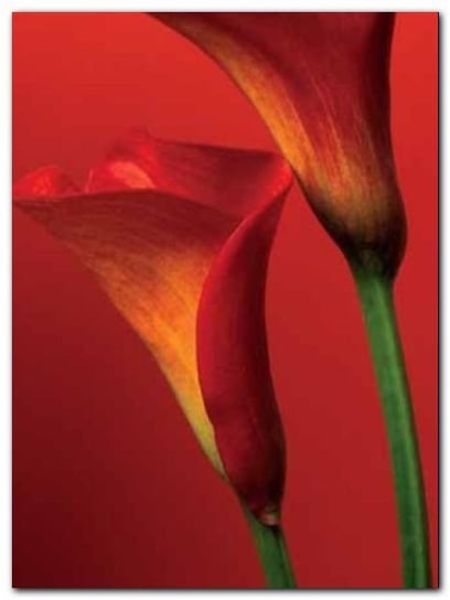 Red Calla Lilies plakat obraz 60x80cm Wizard+Genius