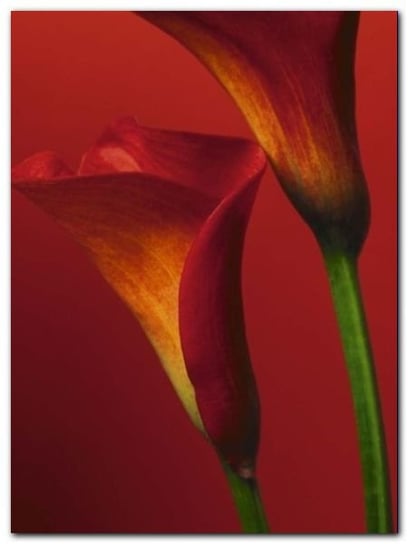 Red Calla Lilies plakat obraz 60x80cm Wizard+Genius