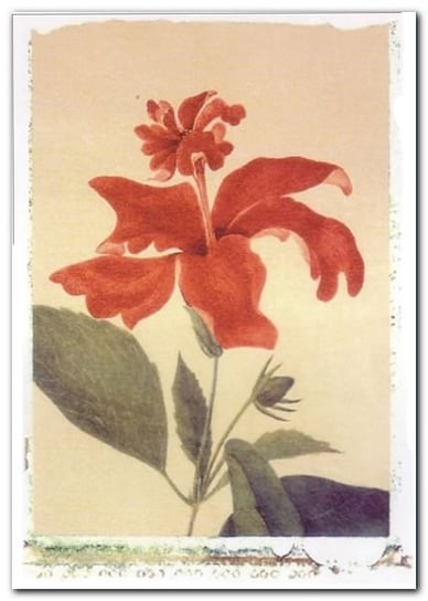 Red Hibiscus plakat obraz 50x70cm Wizard+Genius