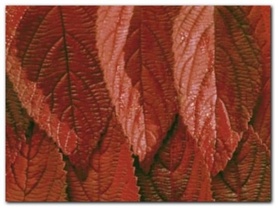 Red Leaves plakat obraz 80x60cm Wizard+Genius