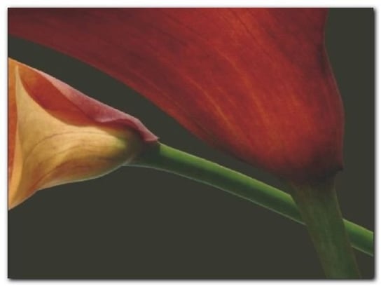 Red Lillies I plakat obraz 80x60cm Wizard+Genius