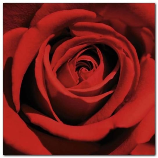 Red Rose plakat obraz 50x50cm Wizard+Genius