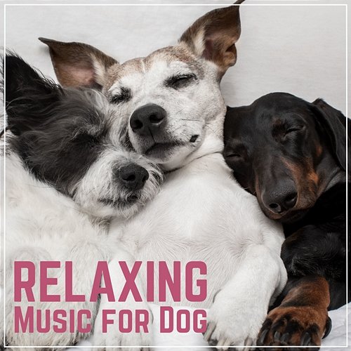 Relaxing Music for Dog Dog Channel
