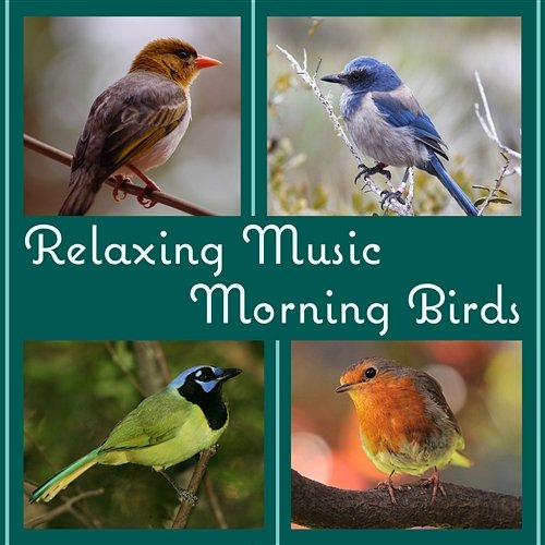 Relaxing Music: Morning Birds Songs, Peaceful Afternoon in the Forest, Ambient Nature Sounds to Reduce Stress and Well Being Calm Singing Birds Zone