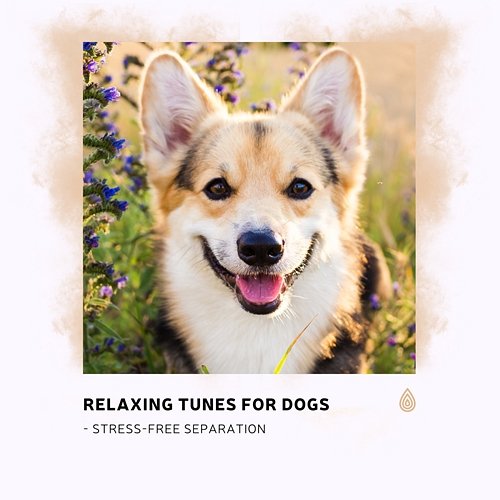 Relaxing Tunes for Dogs - Stress-Free Separation Various Artists