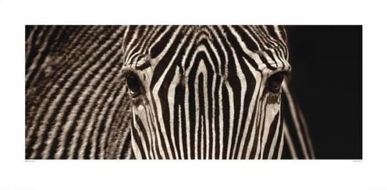 Reprodukcja ART GROUP Piękna Zebra, 100x50 cm Art Group