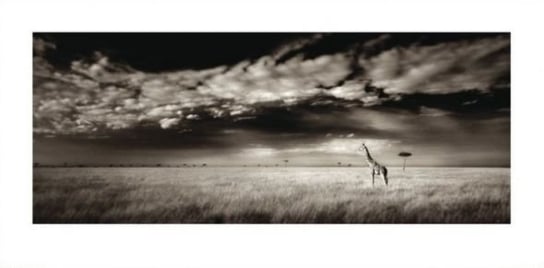 Reprodukcja ART GROUP Safari, Żyrafa, 100x50 cm Art Group
