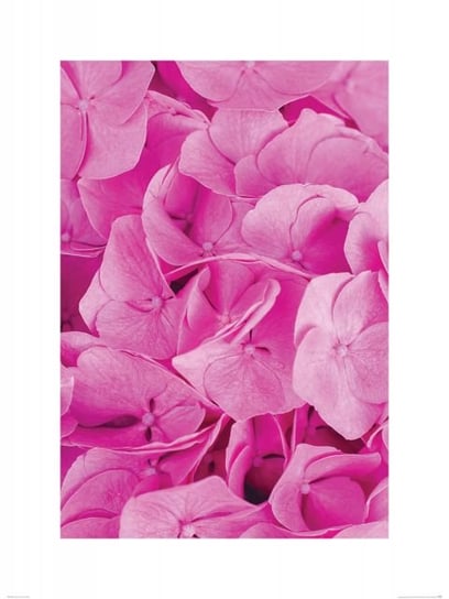 Reprodukcja NICE WALL Pink Flowers, 60x80 cm Nice Wall