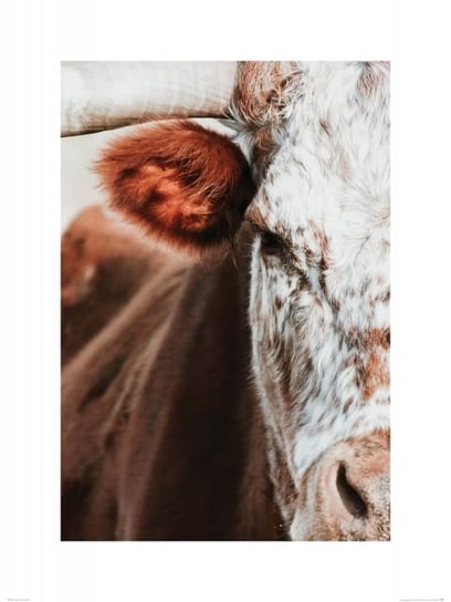 Reprodukcja plakat Krowa plakaty na ścianę 60x80 cm Nice Wall