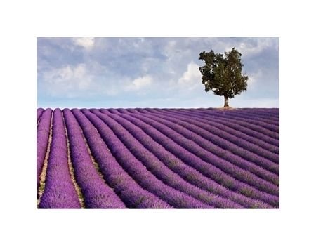 Reprodukcja PYRAMID POSTERS Lavender field and a lone tree, 80x60 cm Nice Wall