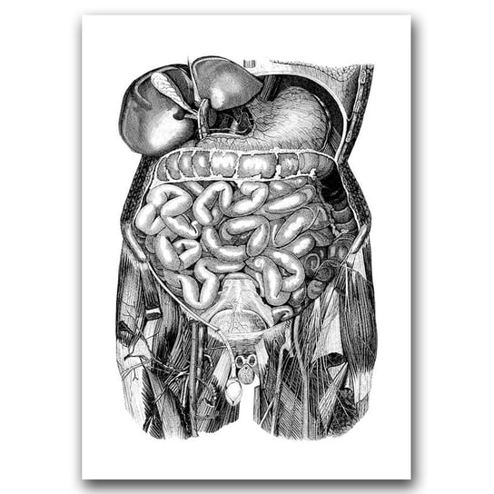 Retro plakat Anatomiczne odciski jelita A1 Vintageposteria