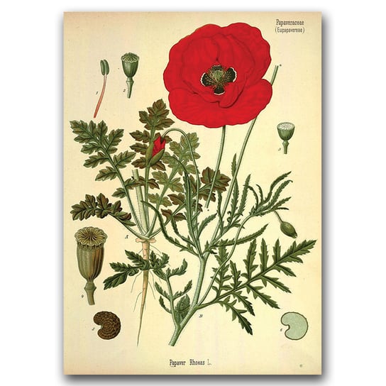 Retro plakat Botaniczny nadruk czerwony mak A1 Vintageposteria