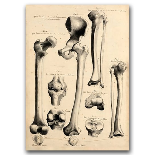 Retro plakat John Fotherby Human Anatomy Print A1 Vintageposteria